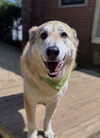 adoptable Dog in  named Boo Boo