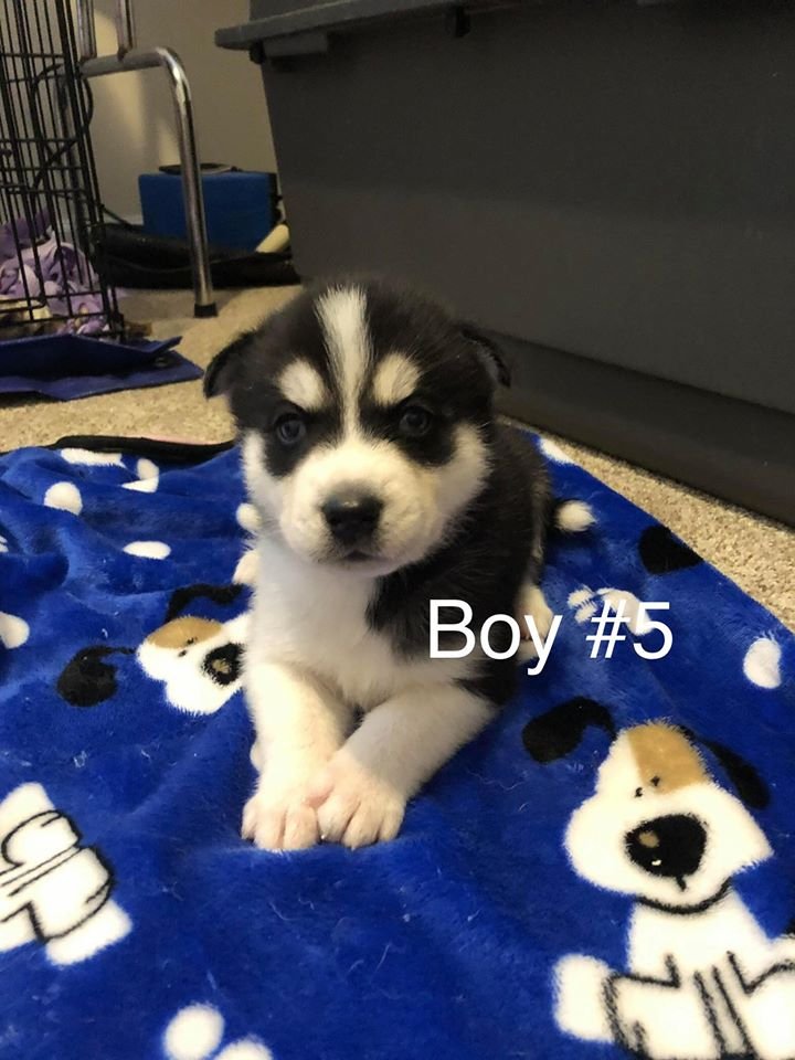 Image of Puppy Boy #5