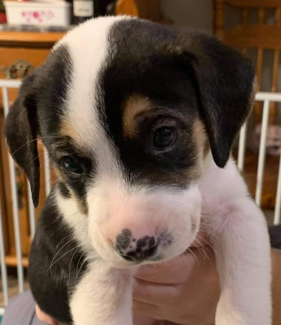 Large image of Boy Beagle #1