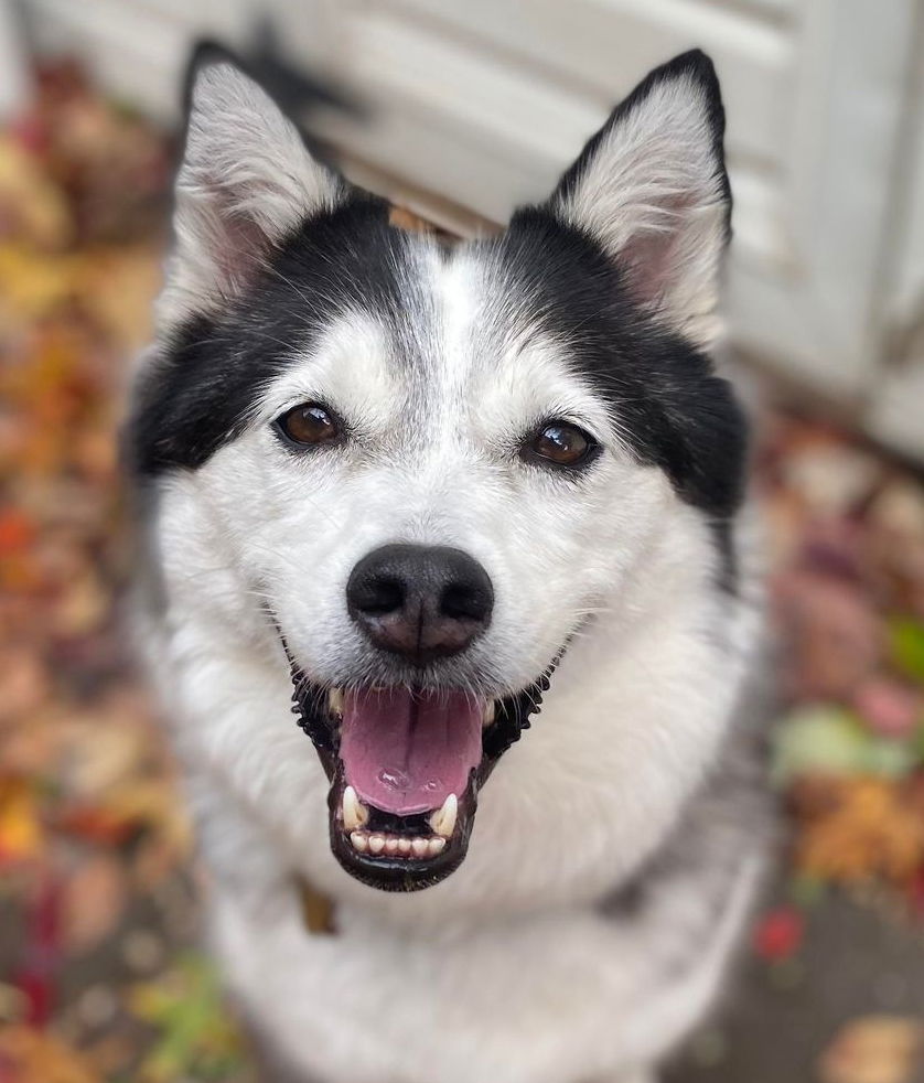 American eskimo store siberian husky mix