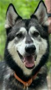 adoptable Dog in matawan, NJ named Shinobi