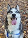 adoptable Dog in matawan, NJ named Hunter