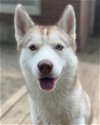 adoptable Dog in matawan, NJ named Rosie