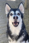 adoptable Dog in matawan, NJ named Roxie