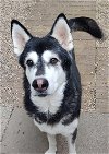 adoptable Dog in matawan, NJ named Roxie