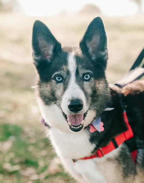 DAISY - Shepherd / Siberian Husky available for adoption
