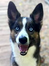 Daisy - Photo 3