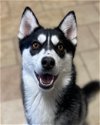 adoptable Dog in matawan, NJ named Kiki