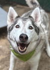 adoptable Dog in matawan, NJ named Rebel