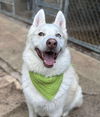 adoptable Dog in matawan, NJ named Maverick