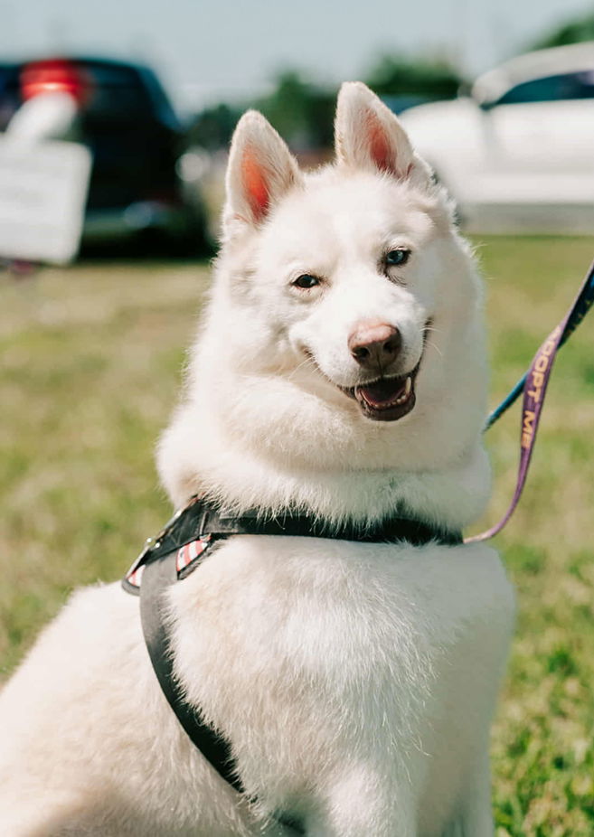 Large image of Maverick