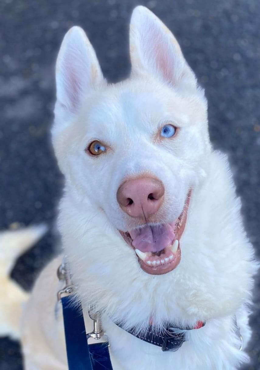 Maverick