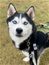 adoptable Dog in matawan, NJ named Misterio