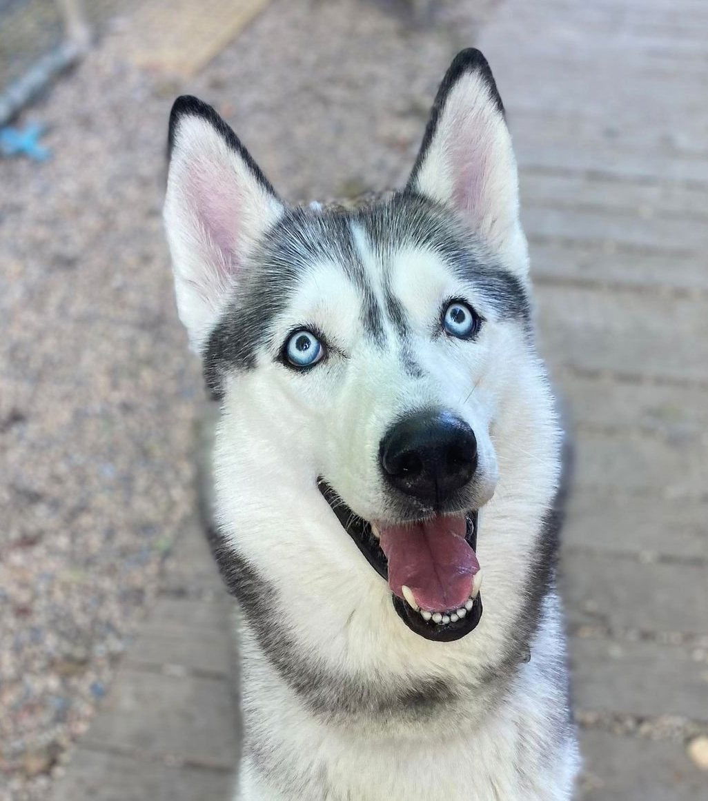 Do Huskies Need Air Conditioning