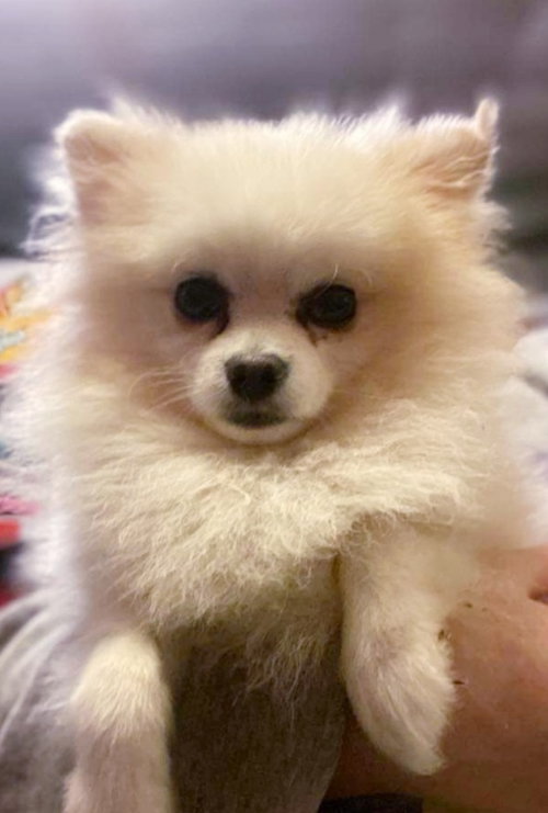 ARCHIE - Pomeranian available for adoption