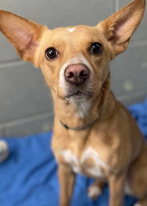 GEORGIA - Terrier available for adoption