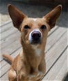 adoptable Dog in  named Georgia