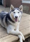 adoptable Dog in matawan, NJ named Lyla