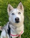 adoptable Dog in matawan, NJ named Luna