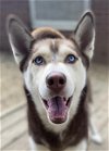adoptable Dog in matawan, NJ named Viking