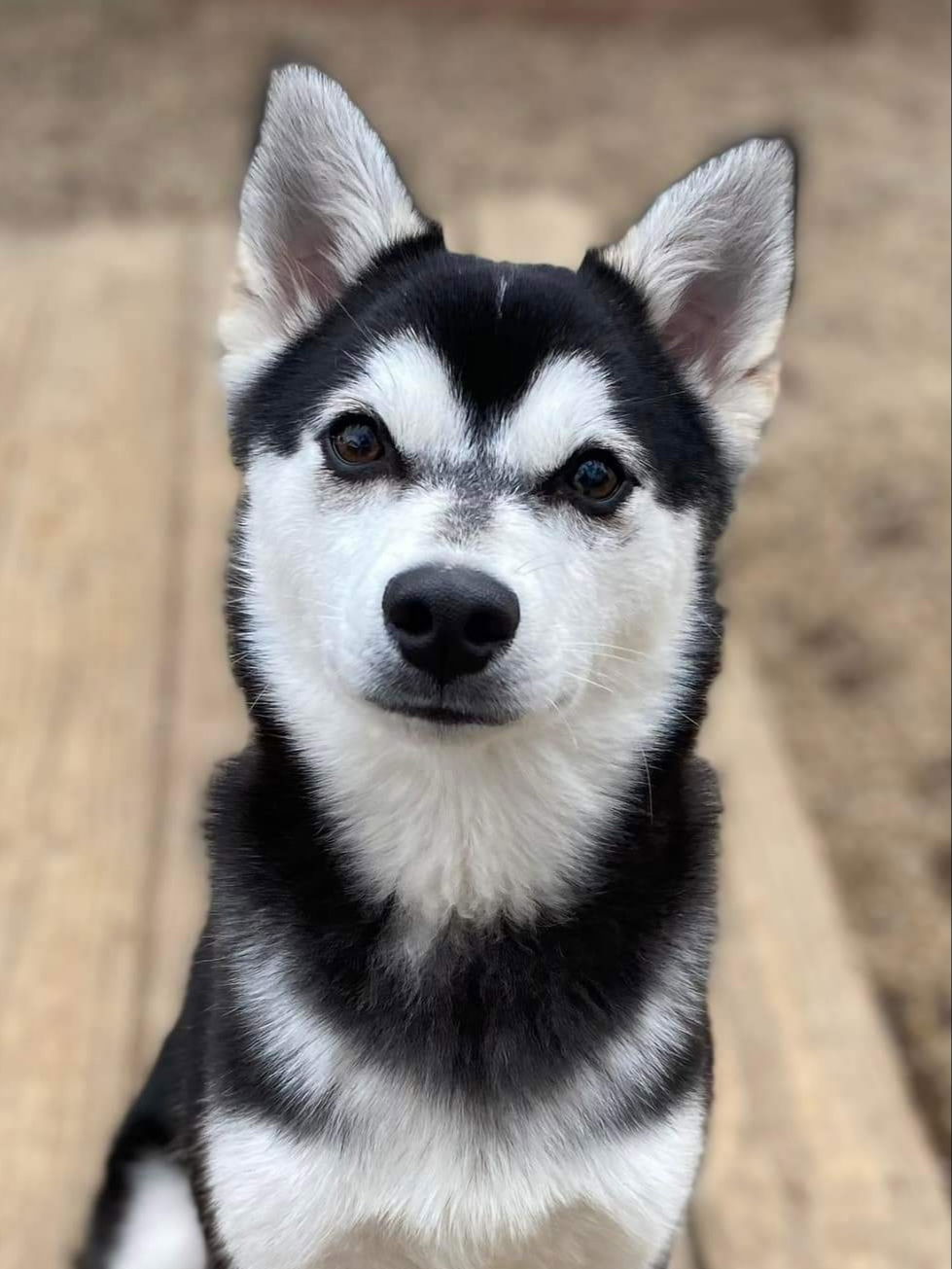 Alaskan Klee Kai Breed of Dog, Shop Klee Kai Dog