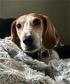 adoptable Dog in matawan, NJ named Sonny