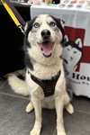 Meeko - Photo 3