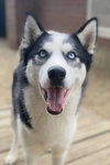 Meeko - Photo 2