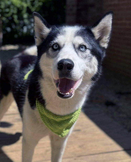 picture of the dog needing adoption