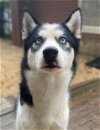adoptable Dog in matawan, NJ named Meeko