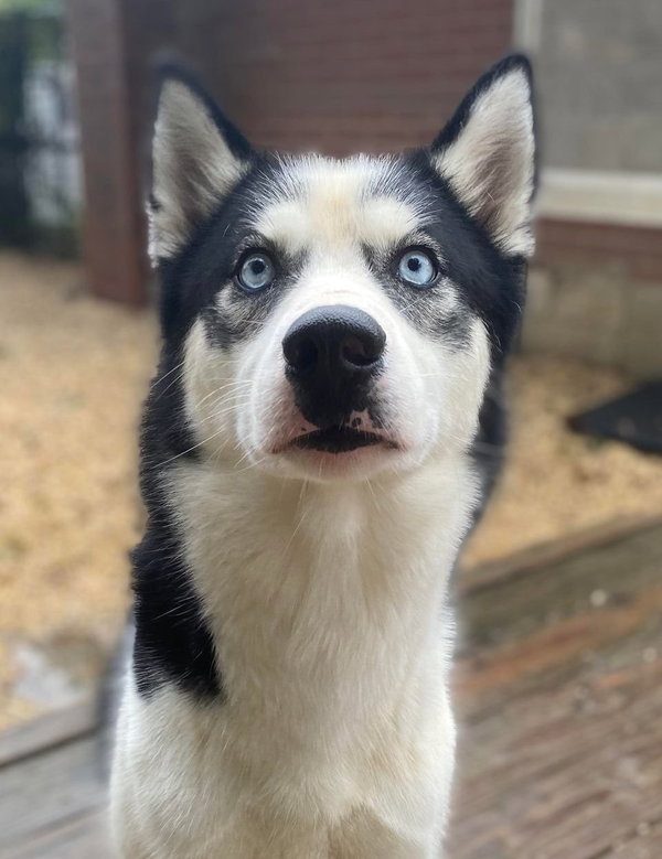 Meeko