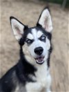 adoptable Dog in matawan, NJ named Grace Ann