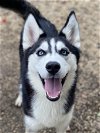 adoptable Dog in matawan, NJ named Jill