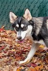 adoptable Dog in matawan, NJ named Willow