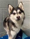 adoptable Dog in matawan, NJ named Oliver