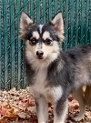 adoptable Dog in matawan, NJ named Lily