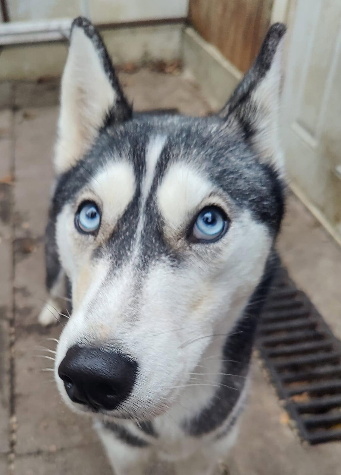 Dog adoption in Matawan, NJ 07747 Siberian Husky Dog "Holly"