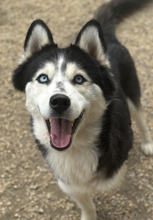 adoptable Dog in Matawan, NJ named Foxy