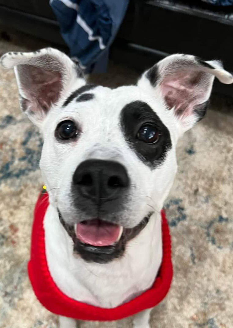Dog for Adoption Strawberry, a in Morris County, NJ Alpha Paw