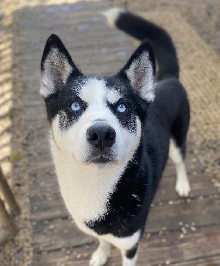 adoptable Dog in Matawan, NJ named Kodiak