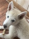 adoptable Dog in matawan, NJ named Ghost Pepper
