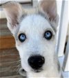 adoptable Dog in matawan, NJ named Opal