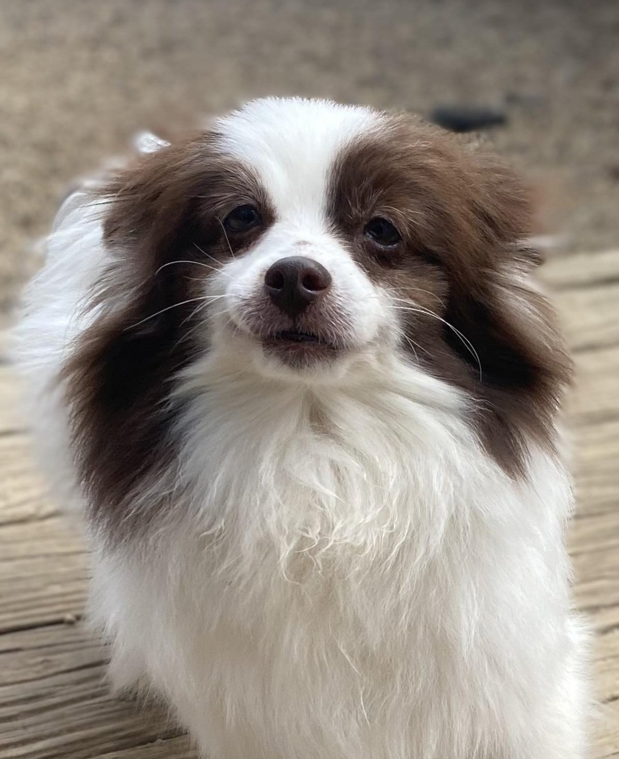 adoptable Dog in Matawan, NJ named Josie