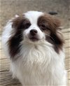 adoptable Dog in matawan, NJ named Josie