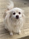 adoptable Dog in matawan, NJ named Trixie