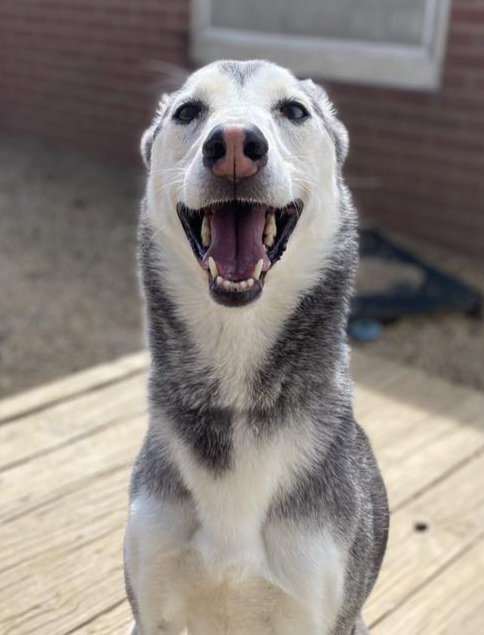 NOVA - Siberian Husky available for adoption