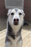 adoptable Dog in matawan, NJ named Nova