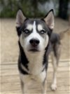 adoptable Dog in matawan, NJ named Mello