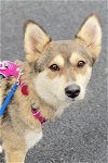 adoptable Dog in matawan, NJ named Star