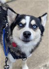adoptable Dog in matawan, NJ named Sparky